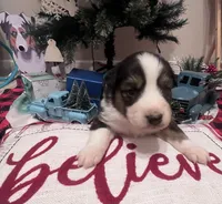 Mystique/AKC, a female Australian Shepherd for sale in Greenville, SC – Photo 4 of 5