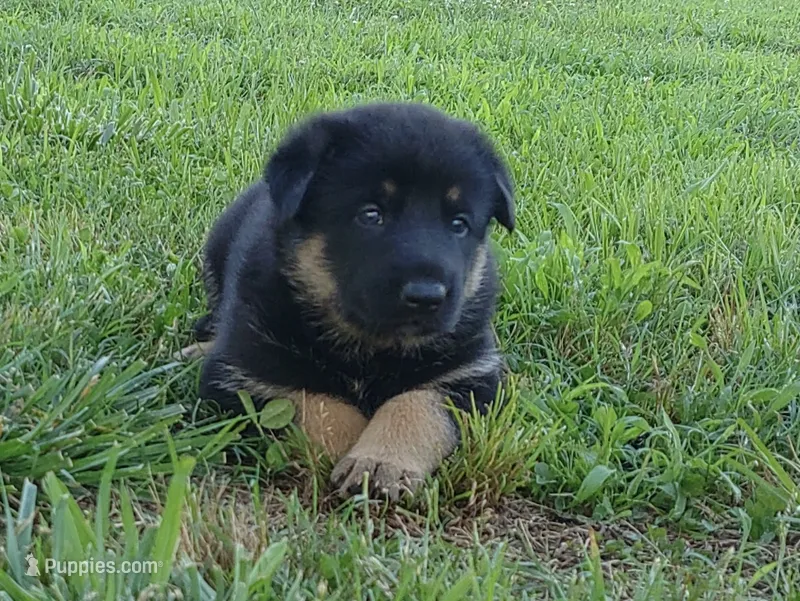 Lady – German Shepherd Dog puppy for sale in Union Grove, AL