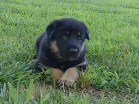 Lady, a female German Shepherd Dog for sale in Union Grove, AL – 1 of 7