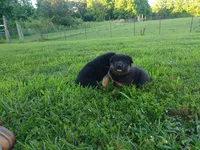 Candace, a female German Shepherd Dog for sale in Union Grove, AL – 3 of 6