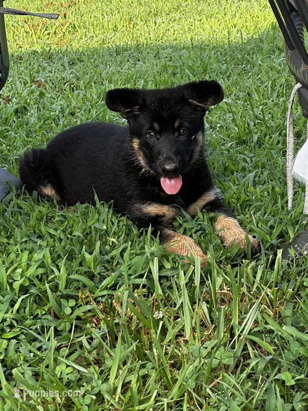 Lady – German Shepherd Dog puppy for sale in Union Grove, AL