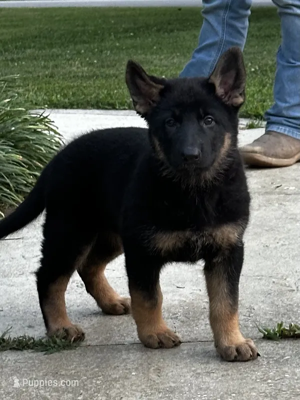 Candace – German Shepherd Dog puppy for sale in Union Grove, AL