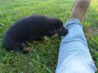 Lady, a female German Shepherd Dog for sale in Union Grove, AL – 4 of 7