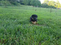 Candace, a female German Shepherd Dog for sale in Union Grove, AL – 4 of 6
