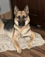 Candace, a female German Shepherd Dog for sale in Union Grove, AL – 5 of 6