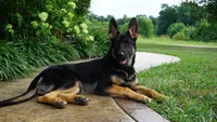 Lady, a female German Shepherd Dog for sale in Union Grove, AL – 6 of 7