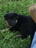 Lady, a female German Shepherd Dog for sale in Union Grove, AL – 2 of 7