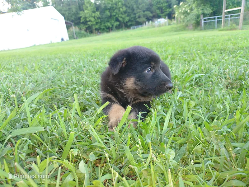 Candace – German Shepherd Dog puppy for sale in Union Grove, AL