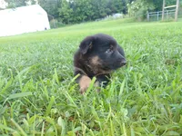 Candace, a female German Shepherd Dog for sale in Union Grove, AL – 1 of 6