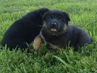 Lady, a female German Shepherd Dog for sale in Union Grove, AL – 3 of 7