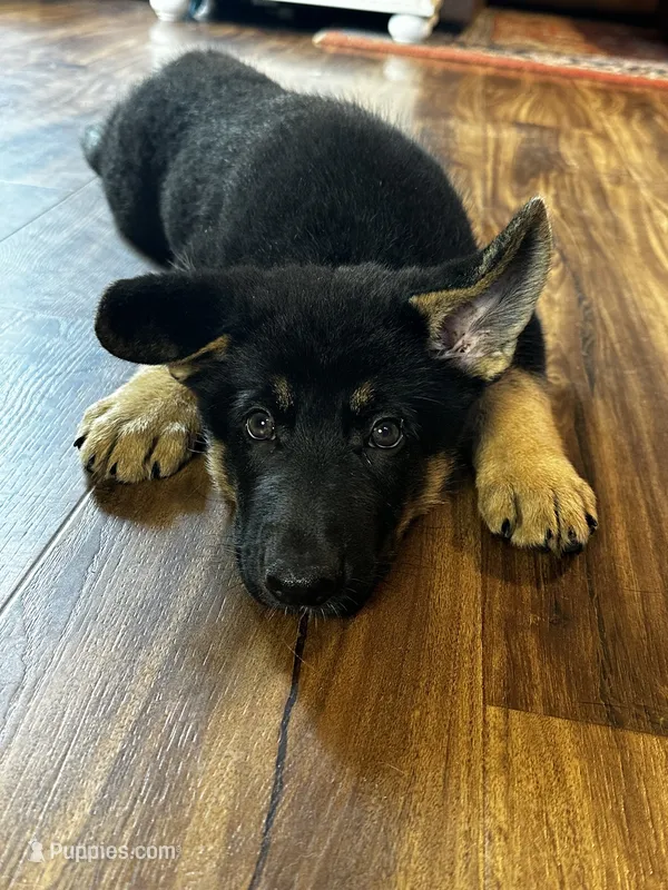 Liberty – German Shepherd Dog puppy for sale in Union Grove, AL