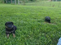 Candace, a female German Shepherd Dog for sale in Union Grove, AL – 2 of 6