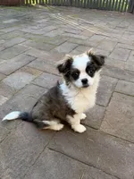 Moana, a female Havanese and Shih Tzu for sale in Chula Vista, CA – Photo 1 of 4