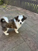 Moana, a female Havanese and Shih Tzu for sale in Chula Vista, CA – Photo 3 of 4