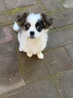 Moana, a female Havanese and Shih Tzu for sale in Chula Vista, CA – Photo 4 of 4