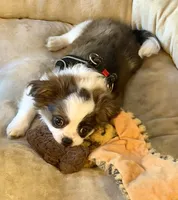 Moana, a female Havanese and Shih Tzu for sale in Chula Vista, CA – Photo 2 of 4