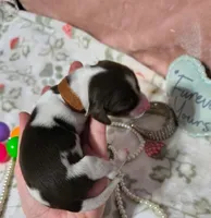 Violet, a female Dachshund for sale in San Antonio, TX – 4 of 5