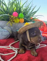 Penny, a female Dachshund for sale in San Antonio, TX – 4 of 6