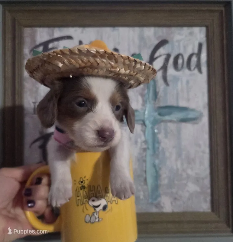 Nala – Dachshund puppy for sale in San Antonio, TX
