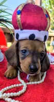 Duke, a male Dachshund for sale in San Antonio, TX – 3 of 7
