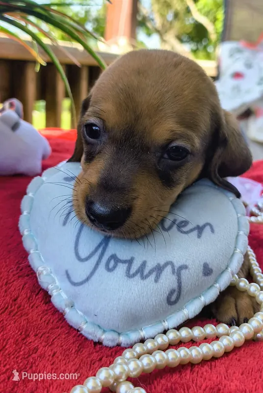 Duke – Dachshund puppy for sale in San Antonio, TX