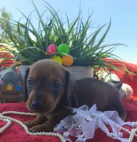 Oscar, a male Dachshund for sale in San Antonio, TX – 7 of 7