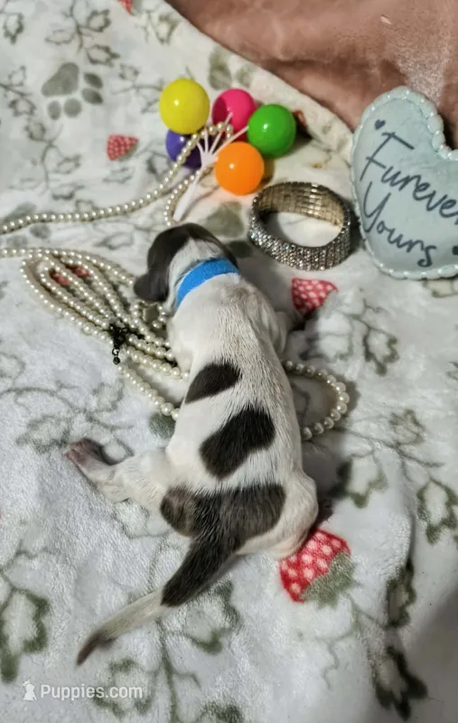 Zoey – Dachshund puppy for sale in San Antonio, TX
