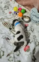 Zoey, a female Dachshund for sale in San Antonio, TX – 1 of 2