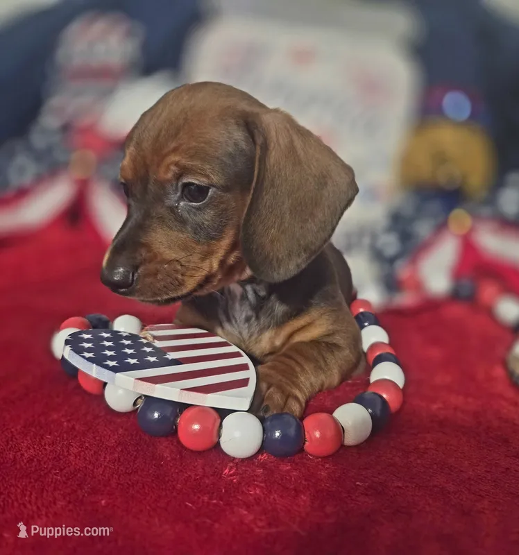 Max – Dachshund puppy for sale in San Antonio, TX