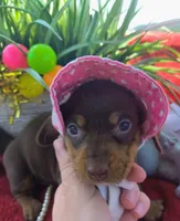 Penny, a female Dachshund for sale in San Antonio, TX – 6 of 6