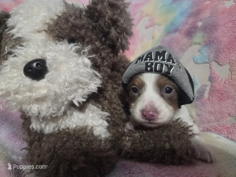 Benny – Dachshund puppy for sale in San Antonio, TX