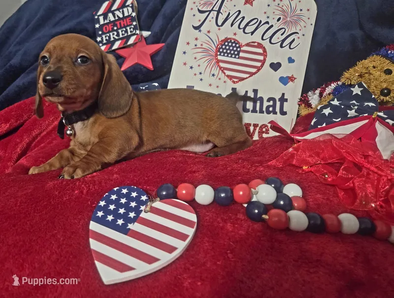 Oscar – Dachshund puppy for sale in San Antonio, TX
