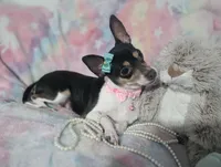 Peaches, a female Chihuahua for sale in San Antonio, TX – 2 of 5