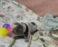 Dobby, a male Dachshund for sale in San Antonio, TX – 2 of 4