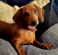 Oscar, a male Dachshund for sale in San Antonio, TX – 2 of 7