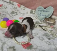 Violet, a female Dachshund for sale in San Antonio, TX – 1 of 5