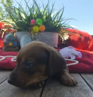 Oscar, a male Dachshund for sale in San Antonio, TX – 3 of 7