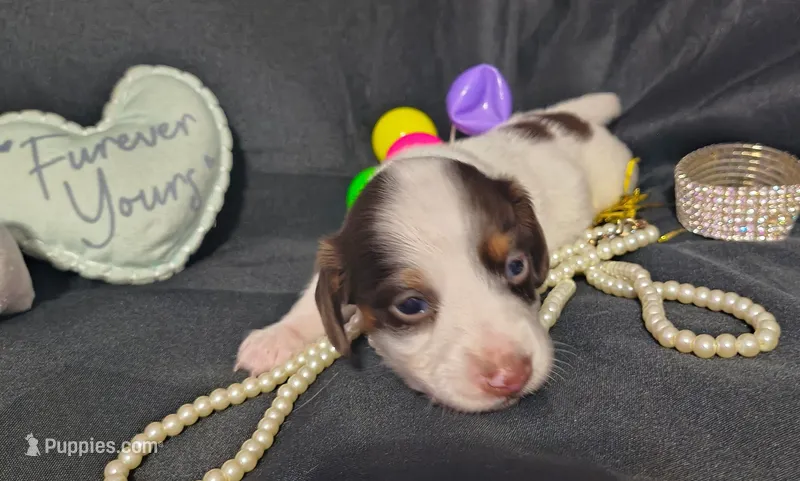 Zoey – Dachshund puppy for sale in San Antonio, TX