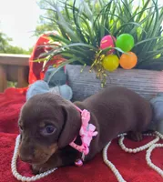 Coco, a female Dachshund for sale in San Antonio, TX – 6 of 7