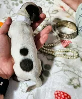 Nala, a female Dachshund for sale in San Antonio, TX – 3 of 4