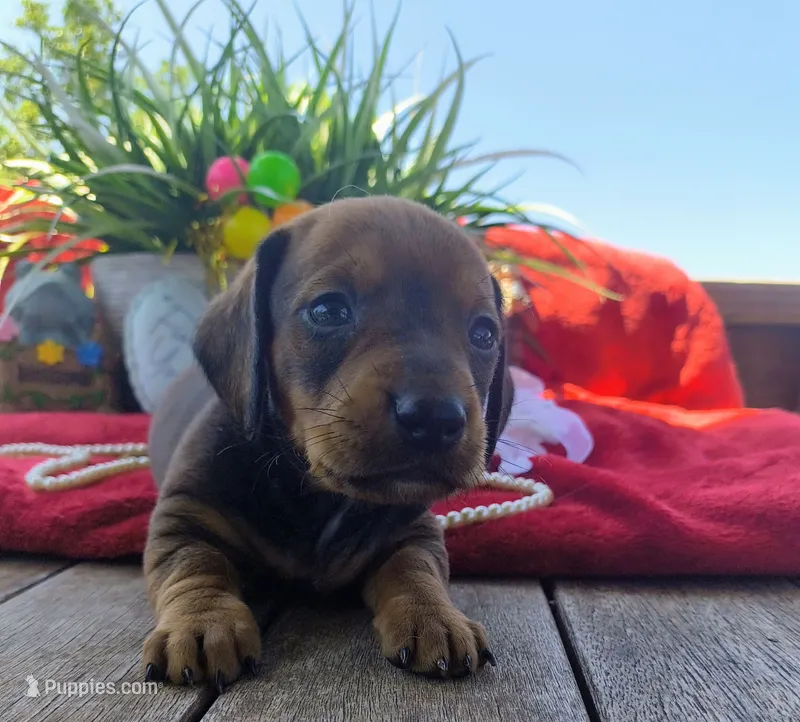 Oscar – Dachshund puppy for sale in San Antonio, TX