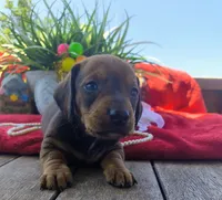 Oscar, a male Dachshund for sale in San Antonio, TX – 1 of 7