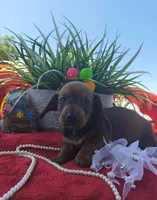 Oscar, a male Dachshund for sale in San Antonio, TX – 4 of 7