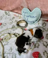 Violet, a female Dachshund for sale in San Antonio, TX – 3 of 5