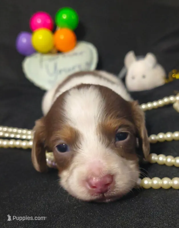 Benny – Dachshund puppy for sale in San Antonio, TX