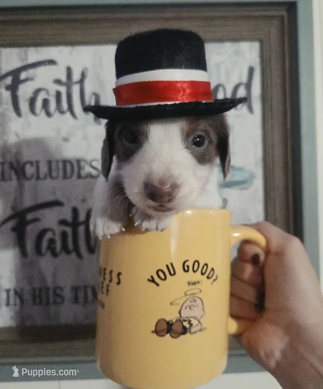 Dobby – Dachshund puppy for sale in San Antonio, TX