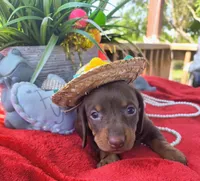 Coco, a female Dachshund for sale in San Antonio, TX – 5 of 7