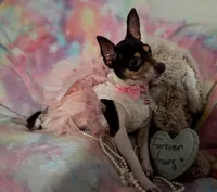 Peaches, a female Chihuahua for sale in San Antonio, TX – 3 of 5