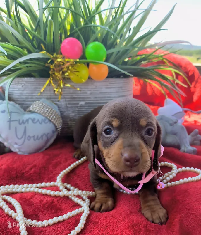 Penny – Dachshund puppy for sale in San Antonio, TX