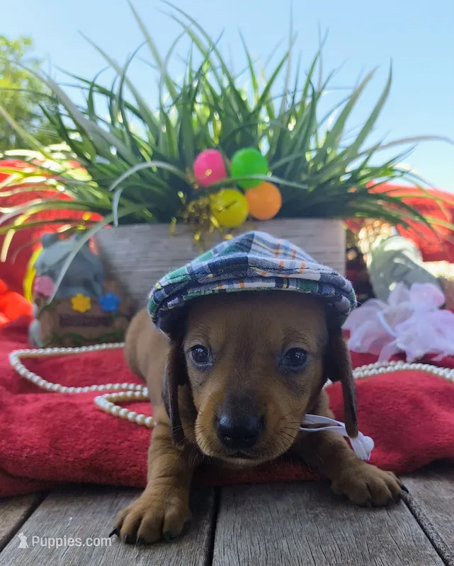 Max – Dachshund puppy for sale in San Antonio, TX